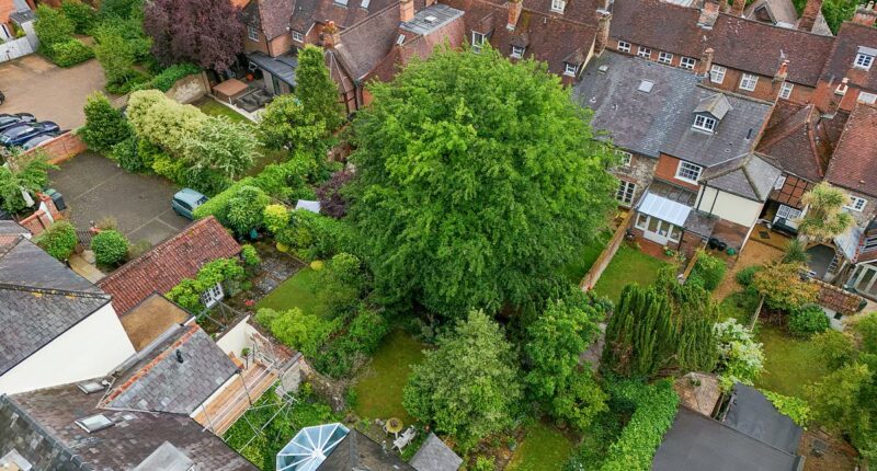 Our neighbour's massive 'Jack and the Beanstalk' tree could crush our homes - but we are BANNED from cutting it down