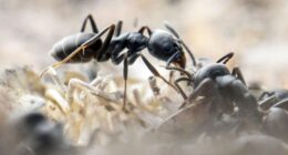 Rancid-smelling super ants that form whopping colonies & even eat CABLES rampaging across Europe – & could infest the UK