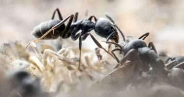 Rancid-smelling super ants that form whopping colonies & even eat CABLES rampaging across Europe – & could infest the UK