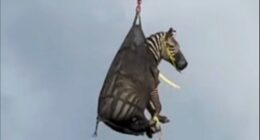 Runaway pet zebra named Ed captured, airlifted home to Rutherford County, Tennessee, police say