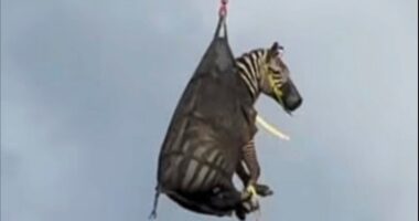 Runaway pet zebra named Ed captured, airlifted home to Rutherford County, Tennessee, police say