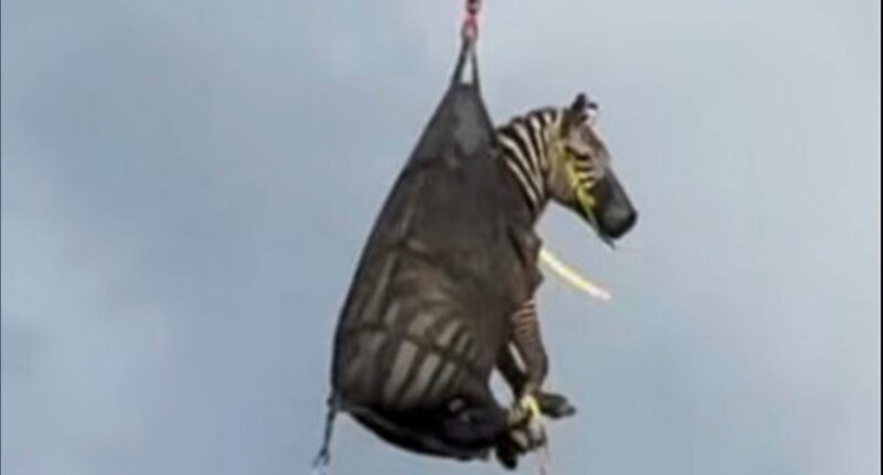 Runaway pet zebra named Ed captured, airlifted home to Rutherford County, Tennessee, police say