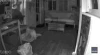 Security footage shows dog's dramatic showdown with full-sized bear inside California home
