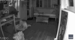 Security footage shows dog's dramatic showdown with full-sized bear inside California home
