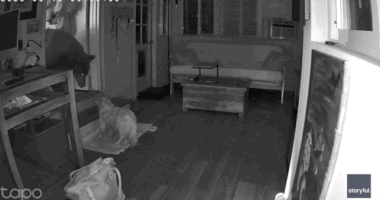 Security footage shows dog's dramatic showdown with full-sized bear inside California home