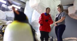 See emperor penguins at SeaWorld Orlando! Here’s when