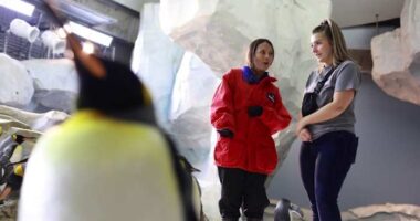 See emperor penguins at SeaWorld Orlando! Here’s when