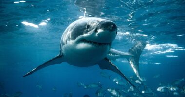 'Shark Week' host warns beachgoers where and when predators are most likely to attack
