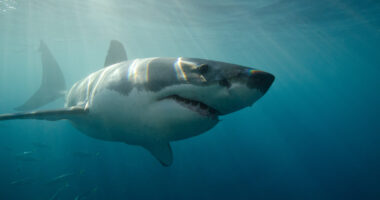 Shark attack reported at popular US beach as victim rushed to hospital just weeks after 1,600lb beast spotted in state