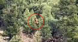 Shocking video claims to capture Bigfoot lurking in Colorado woods