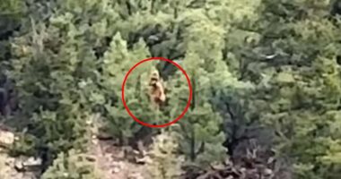 Shocking video claims to capture Bigfoot lurking in Colorado woods