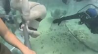 Terrifying moment tourist appears to fight for life underwater as divers reveal what really happened