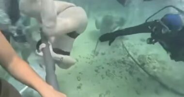 Terrifying moment tourist appears to fight for life underwater as divers reveal what really happened