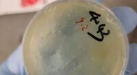 Third Chinese scientist charged with smuggling illegal biological pathogen into US from Wuhan