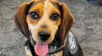 Tourist who kicked sniffer dog ‘so hard it flew into the air’ at US airport is deported after being slapped with fine