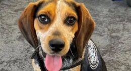 Tourist who kicked sniffer dog ‘so hard it flew into the air’ at US airport is deported after being slapped with fine