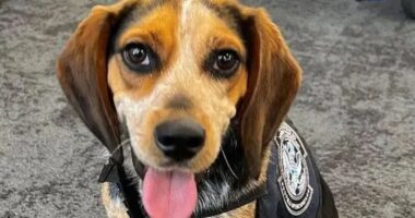 Tourist who kicked sniffer dog ‘so hard it flew into the air’ at US airport is deported after being slapped with fine