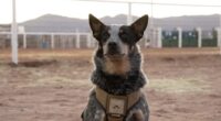 Trump military parade VIP guests include a dog named 'Doc Holliday' and his two mules