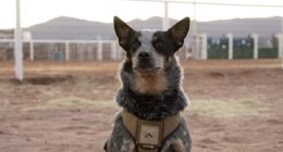 Trump military parade VIP guests include a dog named 'Doc Holliday' and his two mules