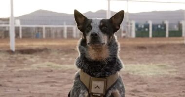 Trump military parade VIP guests include a dog named 'Doc Holliday' and his two mules