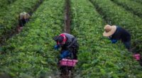 Trump says changes are coming to ICE raid policy: 'We must protect our farmers'