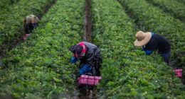 Trump says changes are coming to ICE raid policy: 'We must protect our farmers'