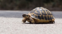 Two killed and one injured in plane crash after pilot lost control while trying to dodge a turtle on the runway