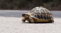 Two killed and one injured in plane crash after pilot lost control while trying to dodge a turtle on the runway