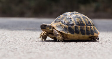 Two killed and one injured in plane crash after pilot lost control while trying to dodge a turtle on the runway