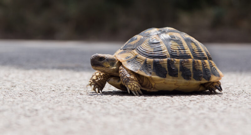 Two killed and one injured in plane crash after pilot lost control while trying to dodge a turtle on the runway