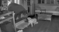 Watch incredible moment elderly dog Doodle bravely fights off BEAR after beast smashes into house while owner slept