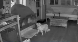 Watch incredible moment elderly dog Doodle bravely fights off BEAR after beast smashes into house while owner slept