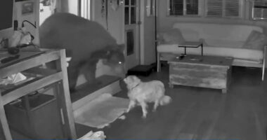 Watch incredible moment elderly dog Doodle bravely fights off BEAR after beast smashes into house while owner slept