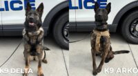 Westminster police add two new K9 members from across the pond to the department ranks