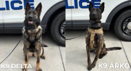 Westminster police add two new K9 members from across the pond to the department ranks