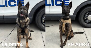 Westminster police add two new K9 members from across the pond to the department ranks