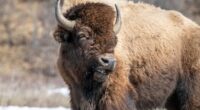 Yellowstone tourist gored by bison after group of visitors approached it too closely
