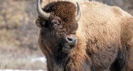 Yellowstone tourist gored by bison after group of visitors approached it too closely