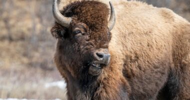 Yellowstone tourist gored by bison after group of visitors approached it too closely
