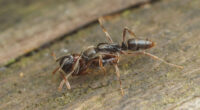 ‘Killer’ ants invading US as carnivorous insects attack humans with needle-like bite – and number will spike in weeks