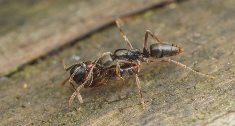 ‘Killer’ ants invading US as carnivorous insects attack humans with needle-like bite – and number will spike in weeks
