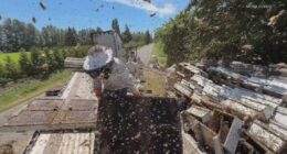 ‘The energy was palpable’: Millions of escaped bees turn wild