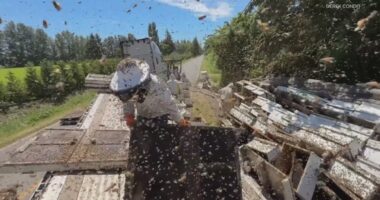 ‘The energy was palpable’: Millions of escaped bees turn wild