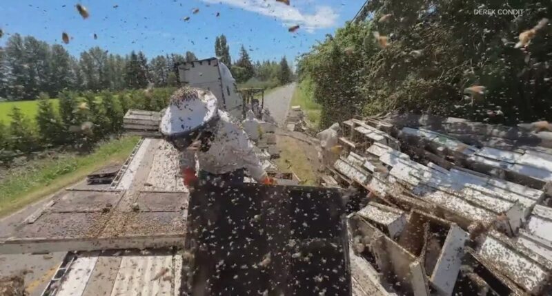 ‘The energy was palpable’: Millions of escaped bees turn wild