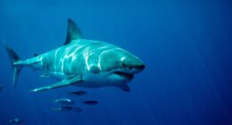 ‘World’s biggest great white shark’ dubbed ‘The Contender’ is spotted by trackers heading towards popular tourist beach