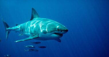 ‘World’s biggest great white shark’ dubbed ‘The Contender’ is spotted by trackers heading towards popular tourist beach