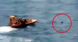 Disney Dream cruise ship passengers recall the horror sounds they heard when little girl fell overboard